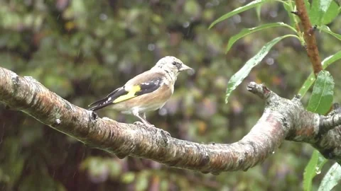Goldfinch Bird Stock Footage 229753559