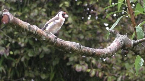 Goldfinch Bird Stock Footage 229753560