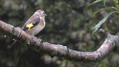 Goldfinch Bird Stock Footage 229753569