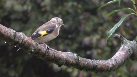 Goldfinch Bird Video stock 229753570