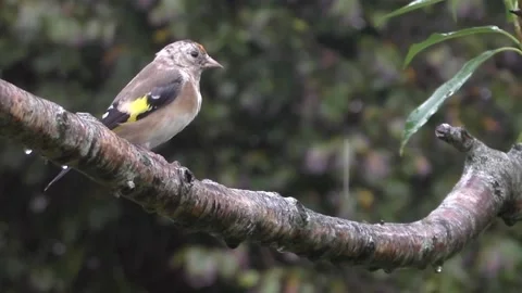 Goldfinch Bird Stock Footage 229753574