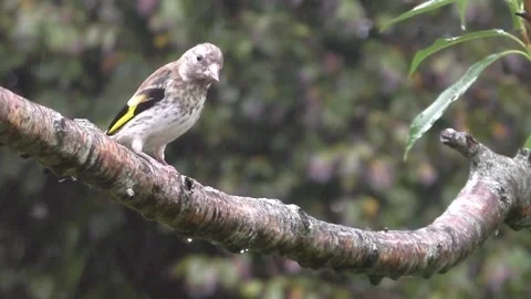 Goldfinch Bird Stock Footage 229753578
