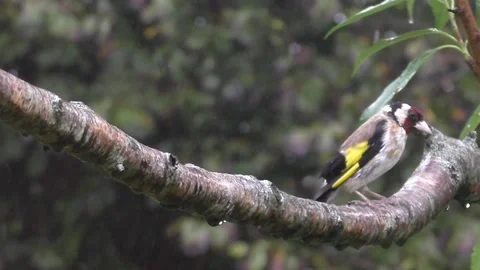 Goldfinch Bird Stock Footage 229753581