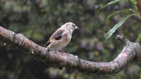 Goldfinch Bird Video stock 229753584