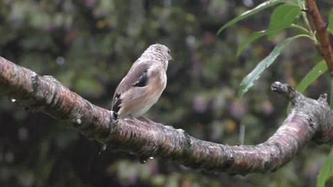 Goldfinch Bird Stock Footage 229753589