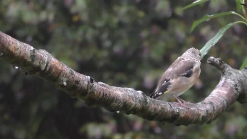 Goldfinch Bird Stock Footage 229753594