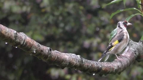 Goldfinch Bird Stock Footage 229753603
