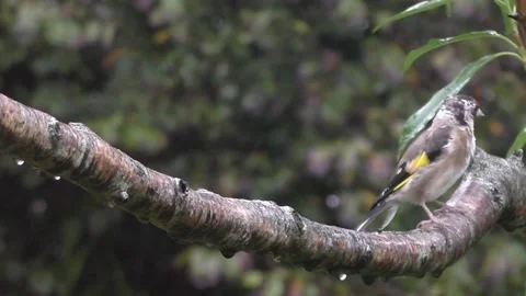 Goldfinch Bird Video stock 229753607