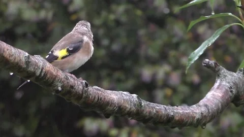 Goldfinch Bird Stock Footage 229753613