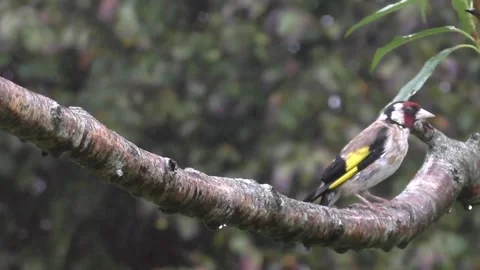 Goldfinch Bird Stock Footage 229753620
