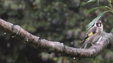Goldfinch Bird Stock Footage 229753623