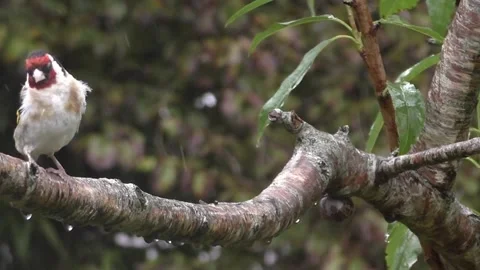 Goldfinch Bird Stock Footage 229753630