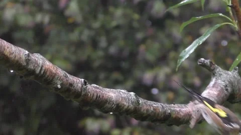 Goldfinch Bird Video stock 229753633