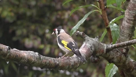 Goldfinch Bird 스톡 동영상 229753634
