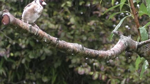Goldfinch Bird Stock Footage 229753641