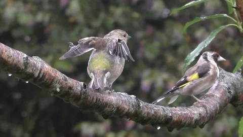 Goldfinch Bird Stock Footage 229753642