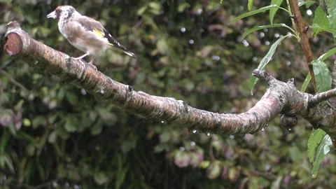 Goldfinch Bird Stock Footage 229753646
