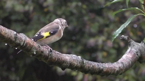 Goldfinch Bird Stock Footage 229753663