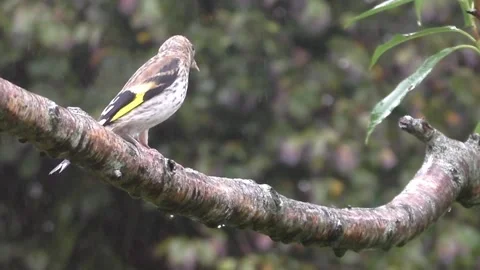 Goldfinch Bird Stock Footage 229753668