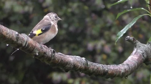 Goldfinch Bird Stock Footage 229753676