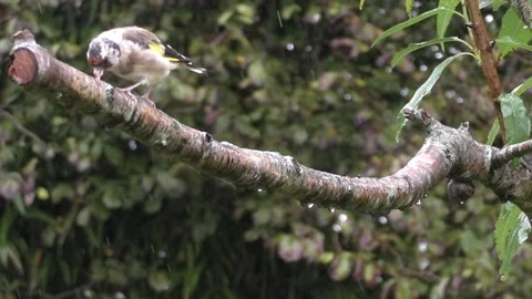 Goldfinch Bird Stock Footage 229753679