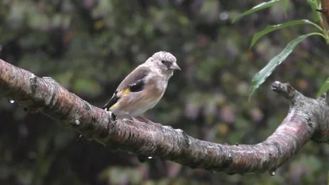 Goldfinch Bird Stock Footage 229753688