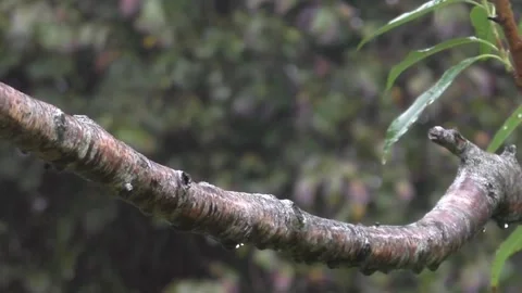 Goldfinch Bird Stock Footage 229753700