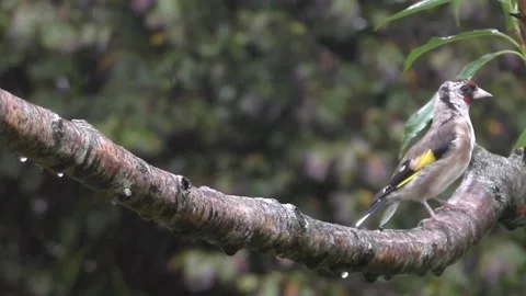 Goldfinch Bird Stock Footage 229753703