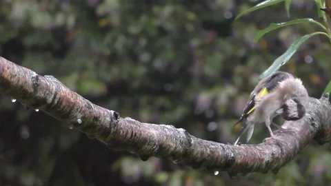 Goldfinch Bird Stock Footage 229753704
