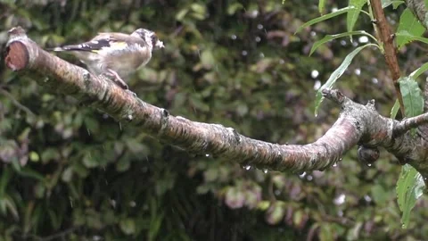 Goldfinch Bird Video stock 229753711