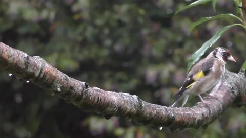 Goldfinch Bird Video stock 229753720