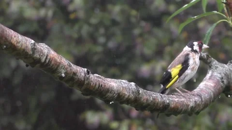 Goldfinch Bird Stock Footage 229753726