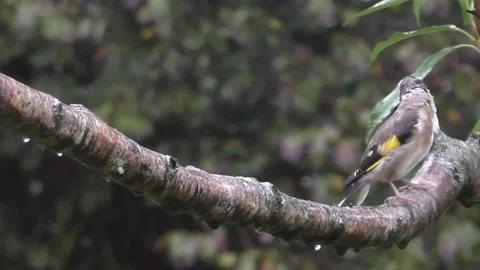 Goldfinch Bird Stock Footage 229753734