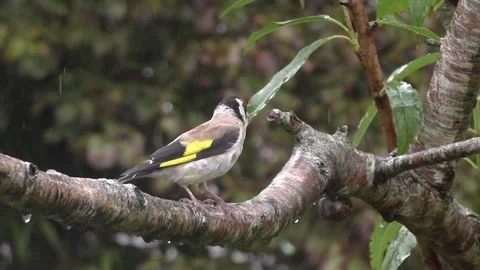 Goldfinch Bird Stock Footage 229753742