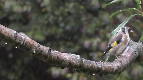 Goldfinch Bird Stock Footage 229753745