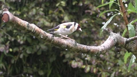 Goldfinch Bird Stock Footage 229753746