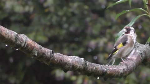 Goldfinch Bird Stock Footage 229753751