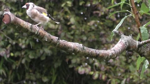 Goldfinch Bird Stock Footage 229753756