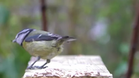 Goldfinch Bird Stock Footage 229753760