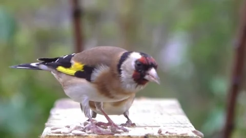 Goldfinch Bird Stock Footage 229753761