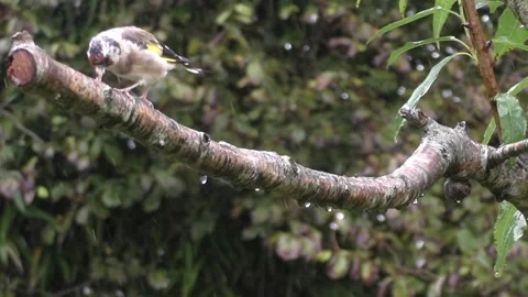 Goldfinch Bird Stock Footage 229753762