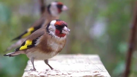 Goldfinch Bird Stock Footage 229753766