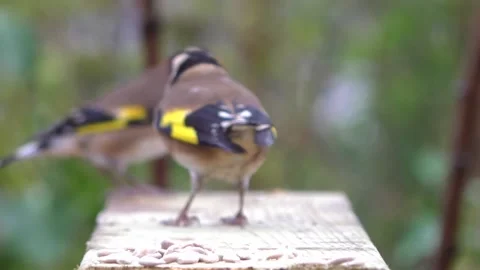 Goldfinch Bird Stock Footage 229753769