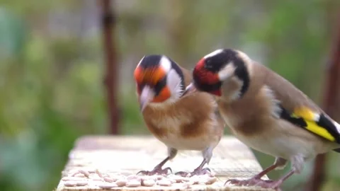Goldfinch Bird Stock Footage 229753771