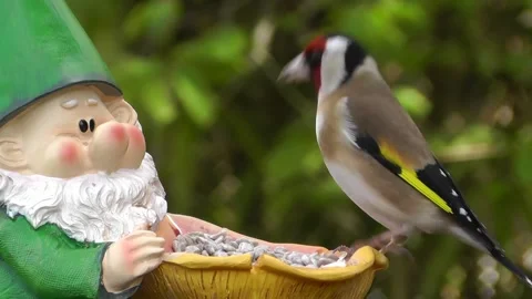 Goldfinch Bird Stock Footage 229756747