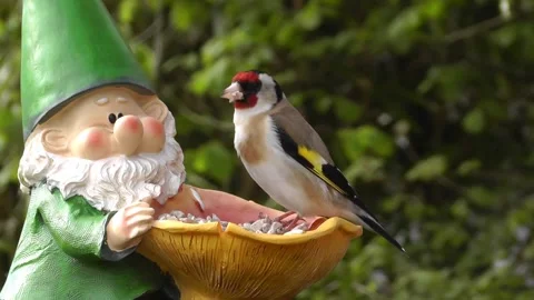 Goldfinch Bird Stock Footage 229756750