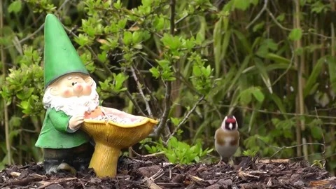 Goldfinch Bird Stock Footage 229756752