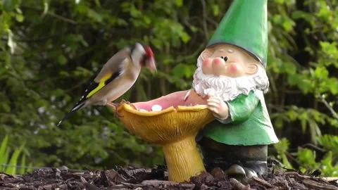 Goldfinch Bird Stock Footage 229756758