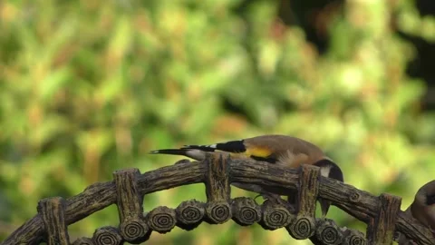 Goldfinch Bird Stock Footage 229756767