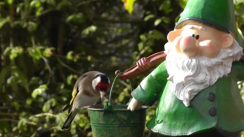 Goldfinch Bird Stock Footage 229756769